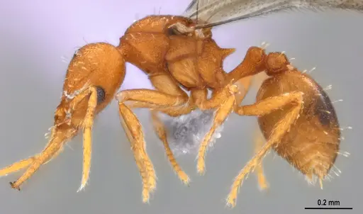 Strumigenys denticulata specimen ANTWEB1053915 image antweb1053915_4