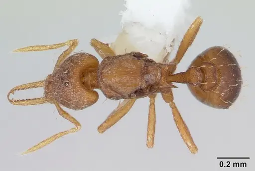 Strumigenys denticulata specimen CASENT0178116 image casent0178116_1