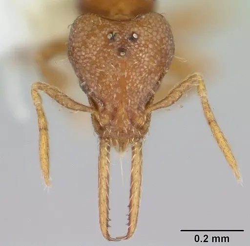 Strumigenys denticulata specimen CASENT0178116 image casent0178116_2