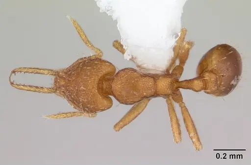 Strumigenys denticulata specimen CASENT0178117 image casent0178117_1