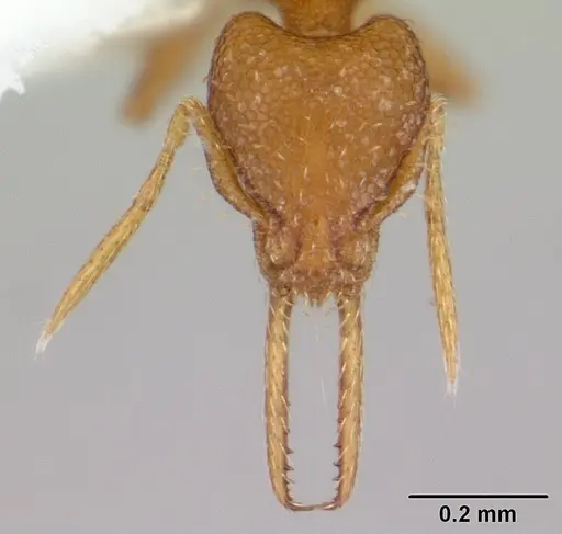 Strumigenys denticulata specimen CASENT0178117 image casent0178117_2