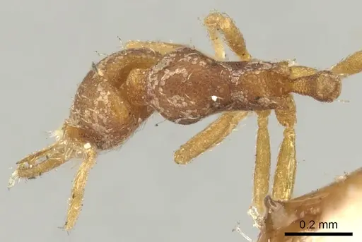 Strumigenys denticulata specimen CASENT0900180 image casent0900180_1