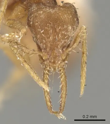 Strumigenys denticulata specimen CASENT0900180 image casent0900180_2