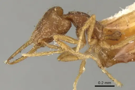 Strumigenys denticulata specimen CASENT0900180 image casent0900180_3