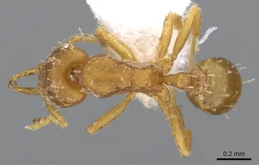 Strumigenys denticulata specimen CASENT0914587 image casent0914587_1