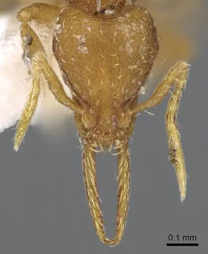 Strumigenys denticulata specimen CASENT0914587 image casent0914587_2