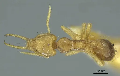 Strumigenys denticulata specimen CASENT0915944 image casent0915944_1