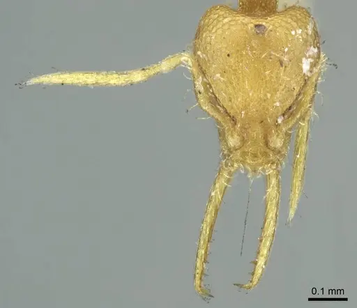 Strumigenys denticulata specimen CASENT0915944 image casent0915944_2