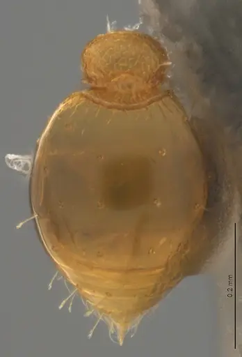 Strumigenys denticulata specimen CASENT4036127 image casent4036127_1