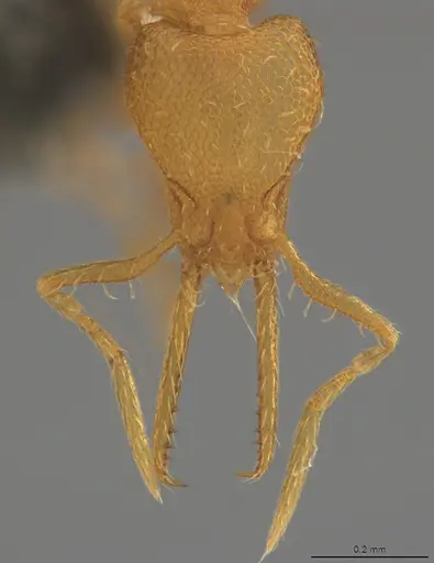 Strumigenys denticulata specimen CASENT4036127 image casent4036127_2