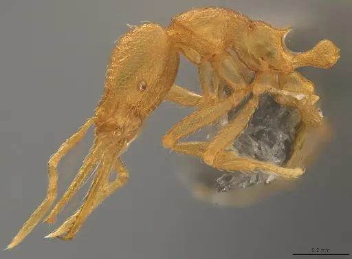 Strumigenys denticulata specimen CASENT4036127 image casent4036127_3