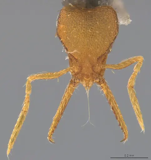Strumigenys denticulata specimen CASENT4036130 image casent4036130_1