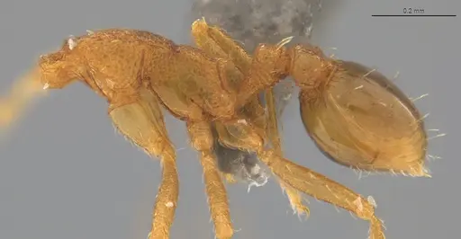 Strumigenys denticulata specimen CASENT4036130 image casent4036130_2