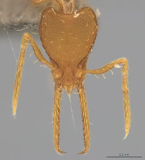 Strumigenys denticulata specimen CASENT4036131 image casent4036131_1