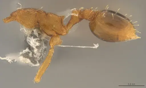 Strumigenys denticulata specimen CASENT4036131 image casent4036131_2