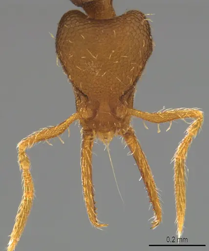 Strumigenys denticulata specimen CASENT4036132 image casent4036132_1