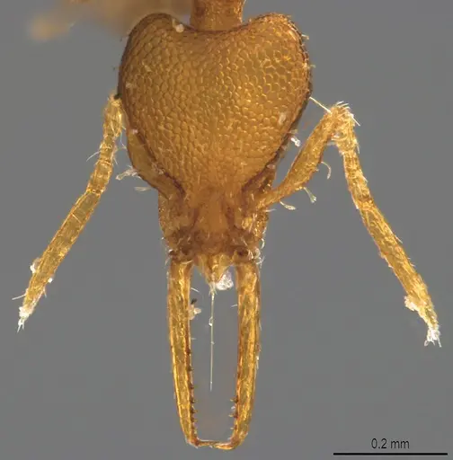 Strumigenys denticulata specimen CASENT4036133 image casent4036133_1