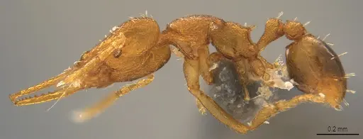 Strumigenys denticulata specimen CASENT4036133 image casent4036133_2