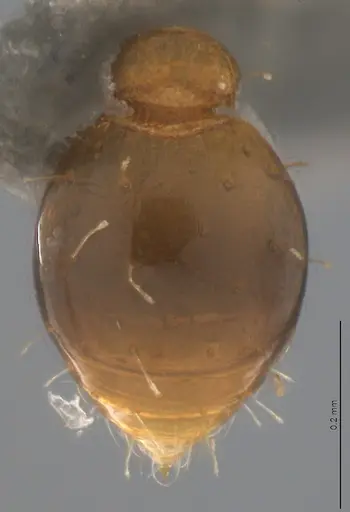 Strumigenys denticulata specimen CASENT4036134 image casent4036134_1