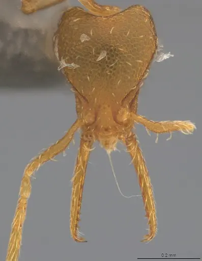 Strumigenys denticulata specimen CASENT4036134 image casent4036134_2