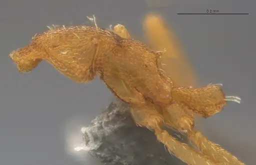 Strumigenys denticulata specimen CASENT4036134 image casent4036134_3
