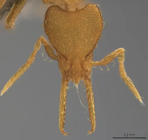Strumigenys denticulata specimen CASENT4036135 image casent4036135_1