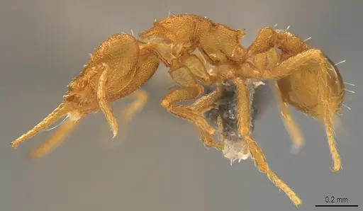 Strumigenys denticulata specimen CASENT4036135 image casent4036135_2