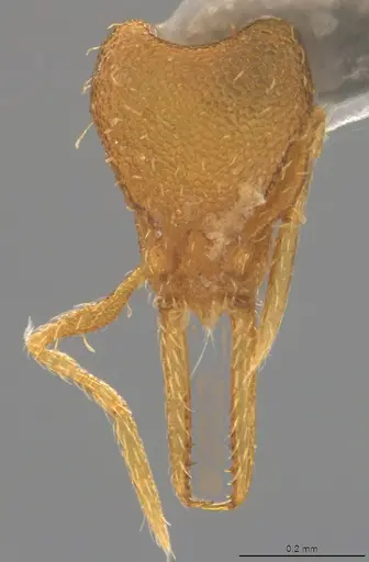 Strumigenys denticulata specimen CASENT4036136 image casent4036136_1