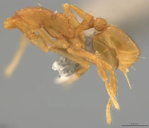 Strumigenys denticulata specimen CASENT4036136 image casent4036136_2