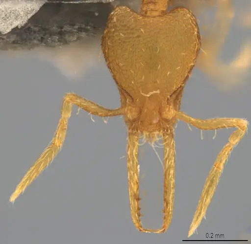 Strumigenys denticulata specimen CASENT4036137 image casent4036137_1