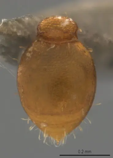 Strumigenys denticulata specimen CASENT4036138 image casent4036138_1