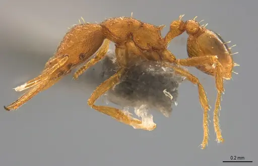Strumigenys denticulata specimen CASENT4036138 image casent4036138_3