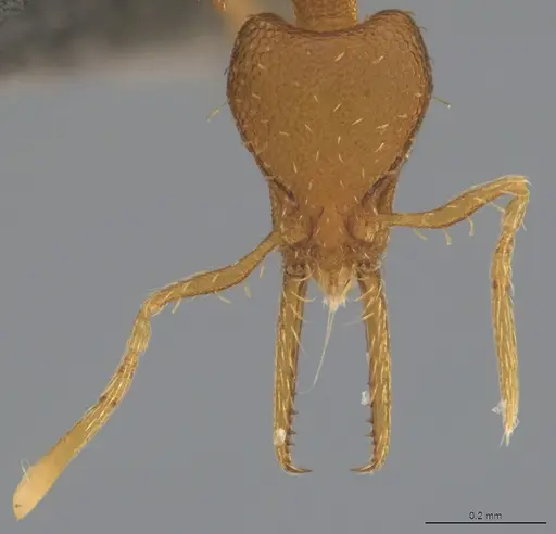 Strumigenys denticulata specimen CASENT4036199 image casent4036199_1
