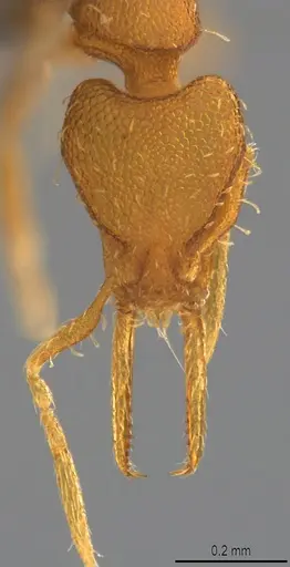 Strumigenys denticulata specimen CASENT4036218 image casent4036218_1