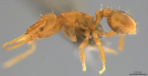 Strumigenys denticulata specimen CASENT4036218 image casent4036218_2