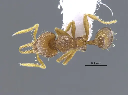 Strumigenys denticulata specimen CBUMAGENT41684 image cbumagent41684_1