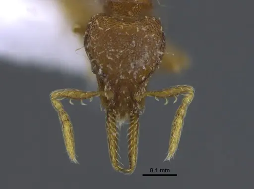 Strumigenys denticulata specimen CBUMAGENT41684 image cbumagent41684_2