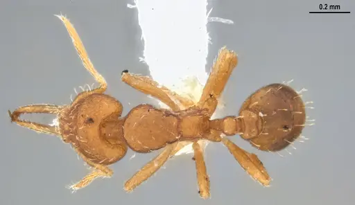 Strumigenys denticulata specimen DZUP556983 image dzup556983_1