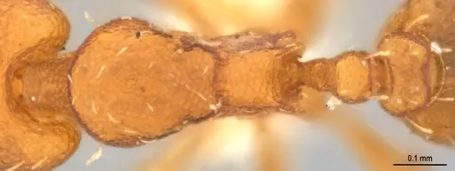 Strumigenys denticulata specimen DZUP556983 image dzup556983_2