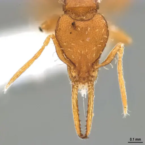 Strumigenys denticulata specimen DZUP556983 image dzup556983_3