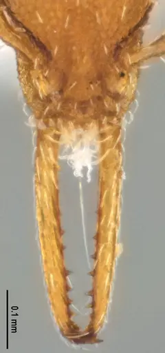 Strumigenys denticulata specimen DZUP556983 image dzup556983_4