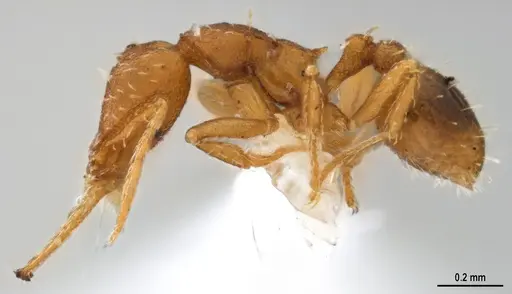 Strumigenys denticulata specimen DZUP556983 image dzup556983_5
