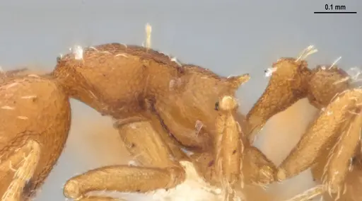 Strumigenys denticulata specimen DZUP556983 image dzup556983_6