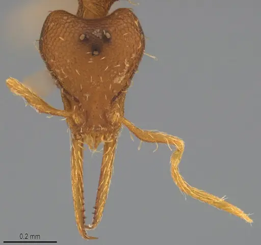 Strumigenys denticulata specimen DZUP556984 image dzup556984_1