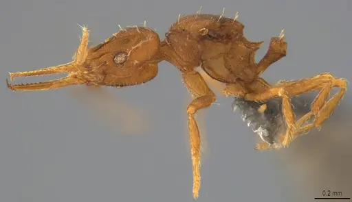 Strumigenys denticulata specimen DZUP556984 image dzup556984_2