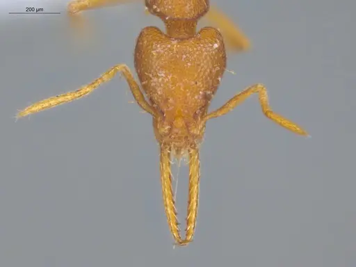Strumigenys denticulata specimen ECOFOG-CRL20-0007-13 image ecofog-crl20-0007-13_2
