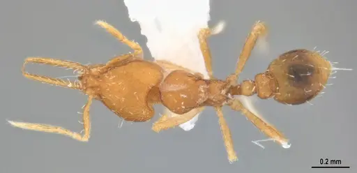Strumigenys denticulata specimen MZSPHYM0140221 image mzsphym0140221_1
