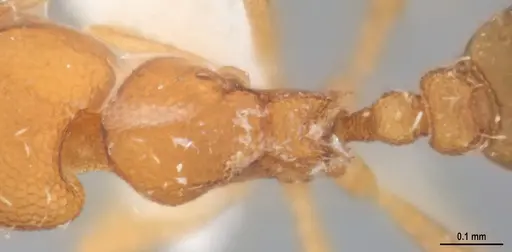 Strumigenys denticulata specimen MZSPHYM0140221 image mzsphym0140221_2