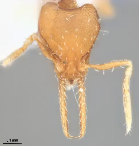 Strumigenys denticulata specimen MZSPHYM0140221 image mzsphym0140221_3