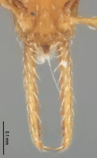 Strumigenys denticulata specimen MZSPHYM0140221 image mzsphym0140221_4